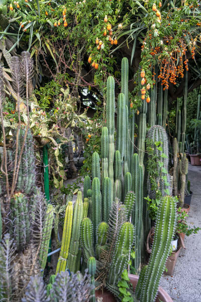 GIARDINI RAVINO - FORIO D'ISCHIA 25