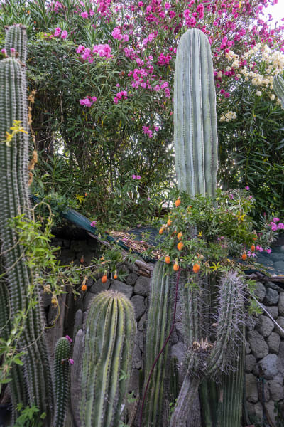 GIARDINI RAVINO - FORIO D'ISCHIA 26