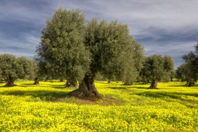 I colori della natura 4