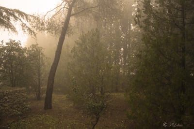 Scatti nella nebbia 1