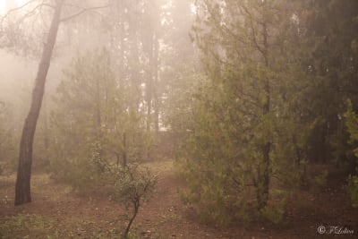 Scatti nella nebbia 2