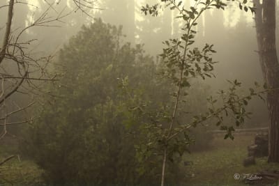 Scatti nella nebbia 3