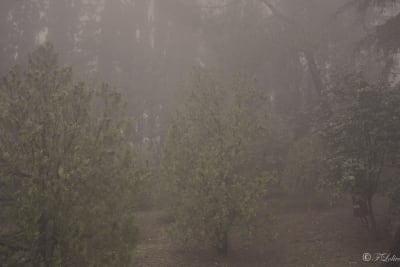 Scatti nella nebbia 4