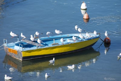 Gabbiani 6