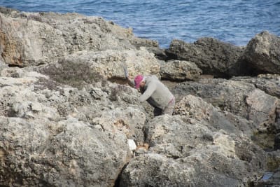 C'E' CHI L'ARRICCIA IL POLPO SUGLI SCOGLI