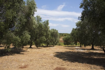 UN POMERIGGIO IN CAMPAGNA ( Valle dItria) 2
