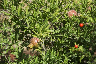 UN POMERIGGIO IN CAMPAGNA ( Valle dItria) 14