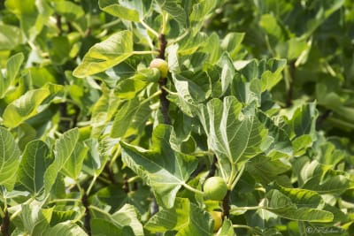 Un frutto molto amato tipico dell’estate e del mese di settembre è IL FICO, di cui esistono tantissime varietà, diverse per forme e colori. Questi deliziosi frutti, particolarmente dolci al palato, sono ricchi di proprietà nutrizionali e possono essere consumati sia freschi, quando è stagione, che secchi nel resto dell’anno.