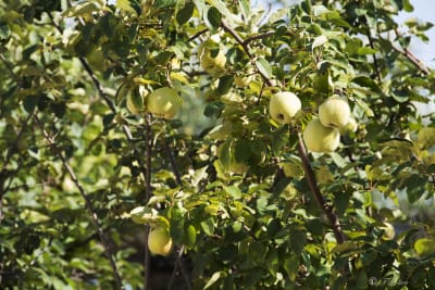 La mela cotogna è un frutto tipicamente autunnale che appartiene alla famiglia delle pomacee, lo stesso di mela e pera. Secondo la varietà può essere maliforme o piriforme. È un frutto poco utilizzato. Lo scarso successo della mela cotogna dipende probabilmente dalle sue caratteristiche; si presenta, infatti, molto dura ed è difficile mangiarla cruda.