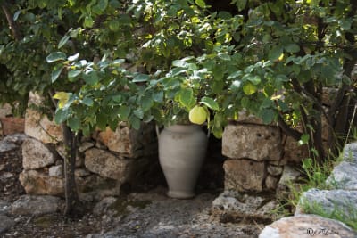 UN POMERIGGIO IN CAMPAGNA ( Valle dItria) 18