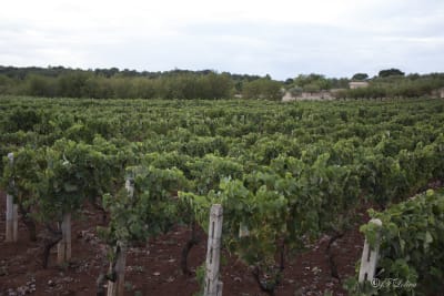 LA VIGNA