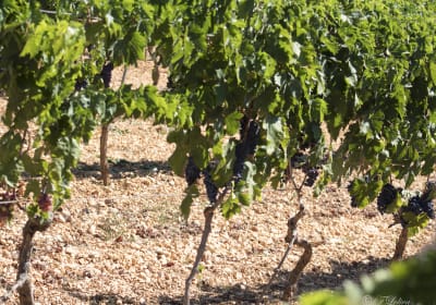 UN POMERIGGIO IN CAMPAGNA ( Valle dItria) 20