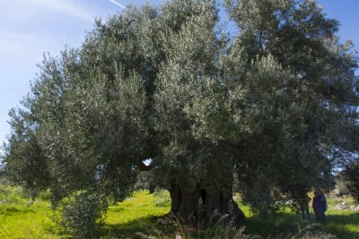 Ulivi secolari 1