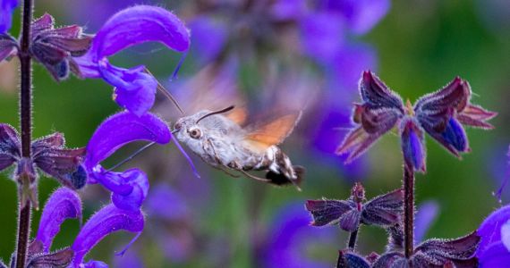 NATURAMA-Vortrag: Insekten – kleine Tierchen, grosse Wirkung