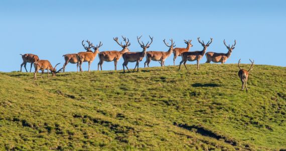 NATURAMA-Vortrag: Was mögen die Hirsche?