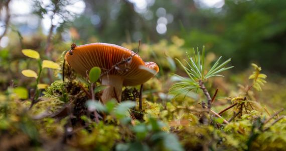 NATURAMA-Vortrag: Die fantastische Vielfalt der Pilze