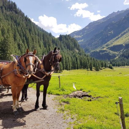 Kutschenfahrt in Klosters & Besichtigung Alp Novai