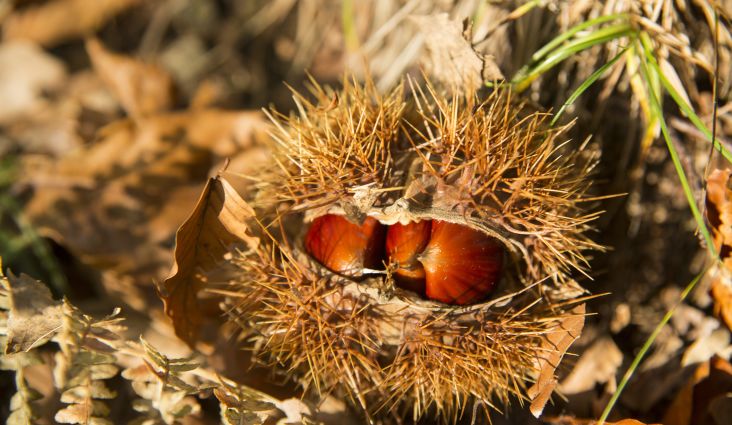 Die Kastanie, eine Perle des Herbstes