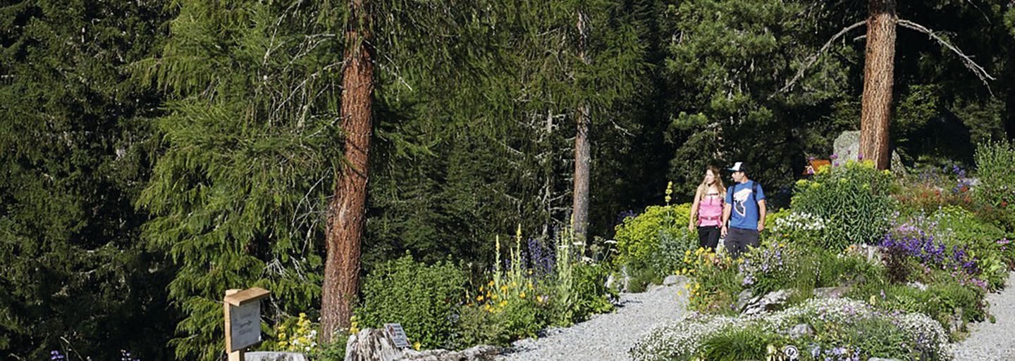 Botanische Führung Schatzalp 