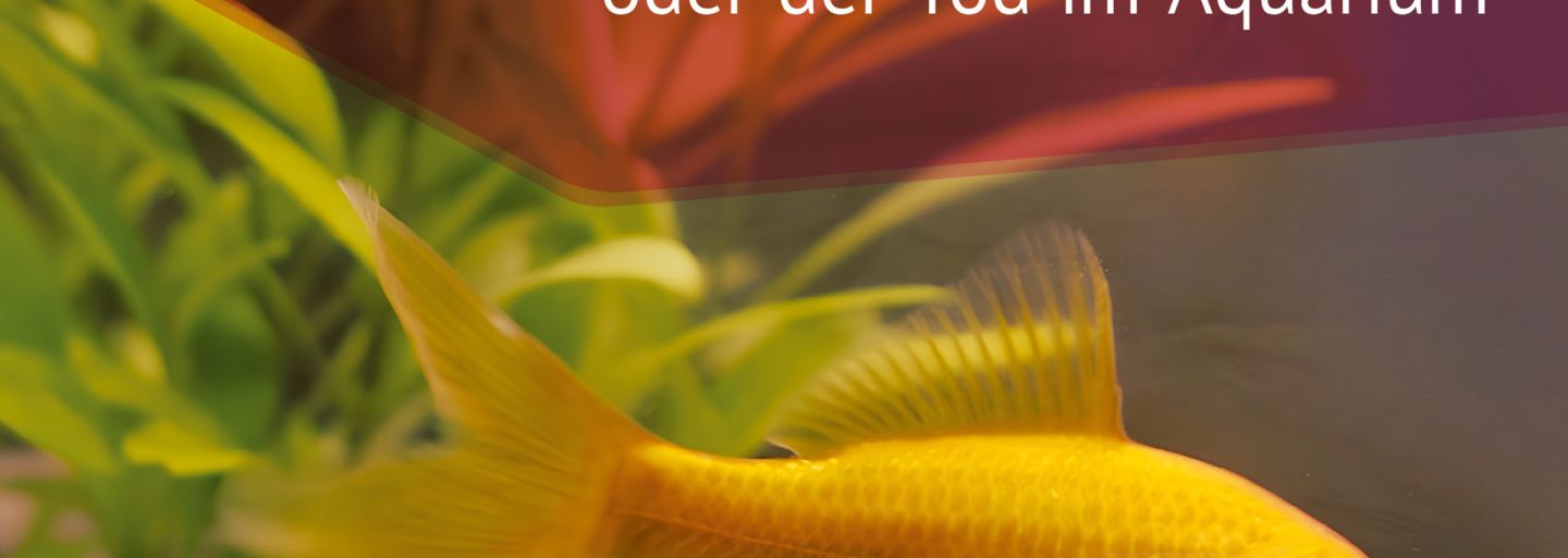 DEBUT22 Willkommen in der Realität - oder der Tod im Aquarium