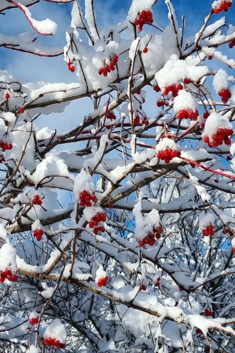 Weihnachten im Bio- & Wellnesshotel Alpenblick, Höchenschwand (DE)