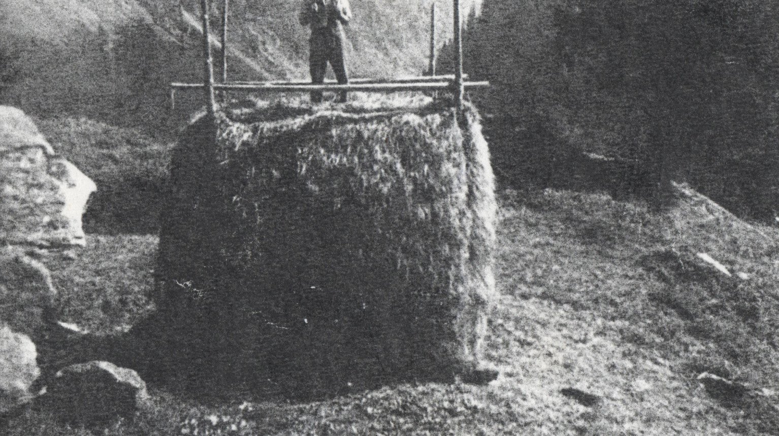 Das Heu wurde mithilfe von vier langen Holzstangen zu quadratischen Heustöcken (Tristen) aufgeschichtet. Der stolze Josef Antonietti auf der Madtriste «uf em Gyr», 1951 (zVg).