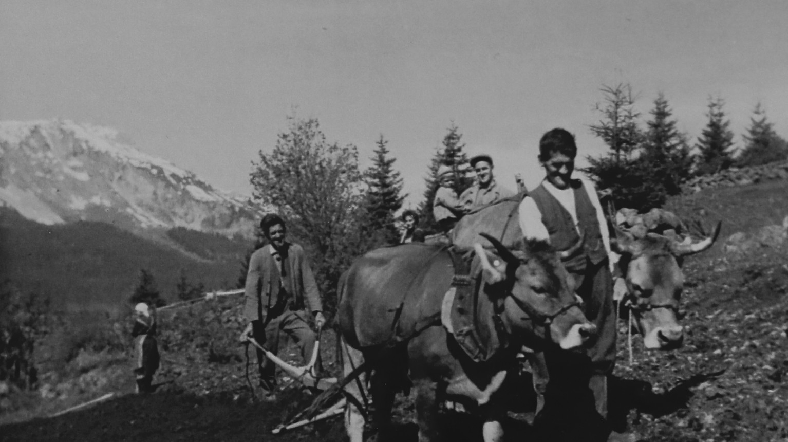 Die Äcker wurden oft mit «Menena» (Zugkühen) gepflügt, wie hier von der Familie von Peter und Stephan Müller in Monbiel, 1952 (zVg). Oft waren die Flächen aber sehr klein, so dass das Wenden für Mensch und Tier sehr mühsam sein konnte.