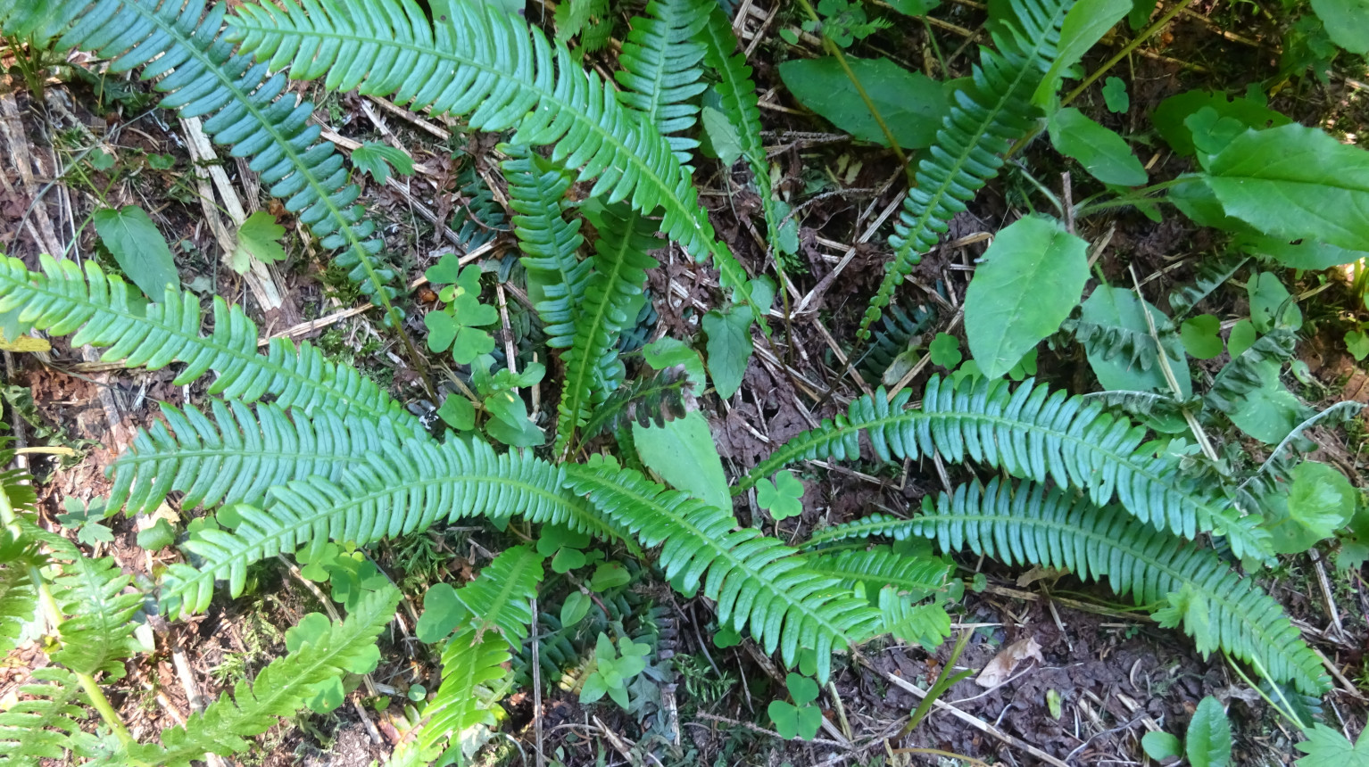 Farne -  Rippenfarn (Blechnum spicant)