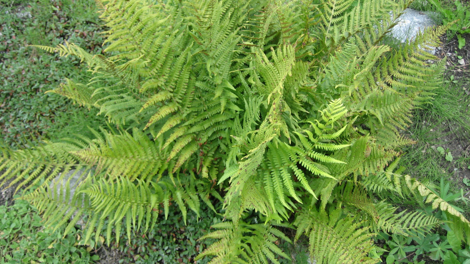 Farne - Wurmfarn (Dyopteris filix-mas)