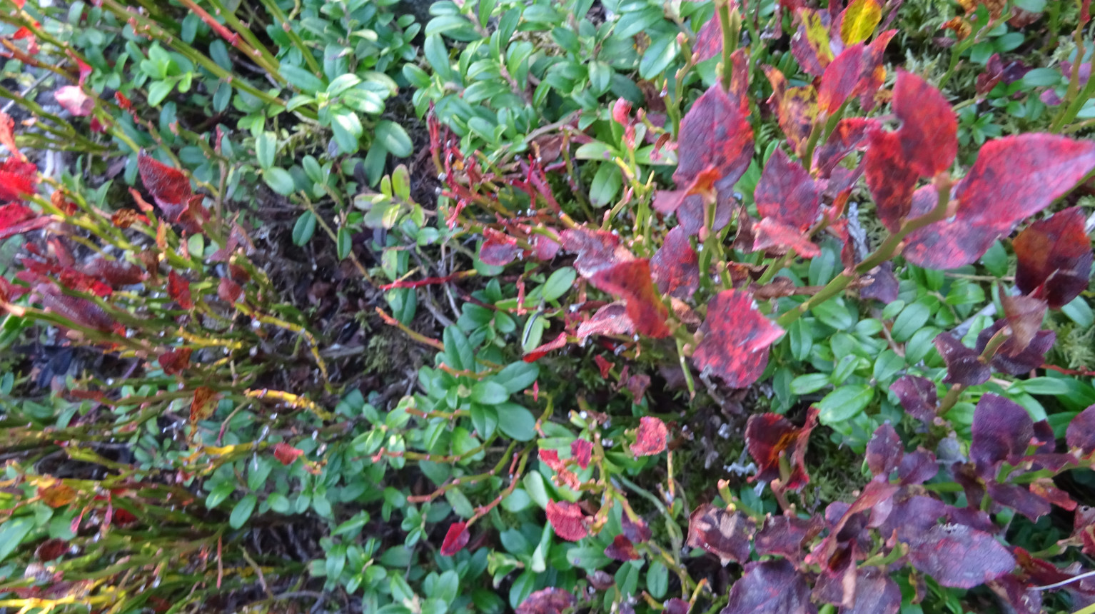 Beerensträucher mit Herbstlaub