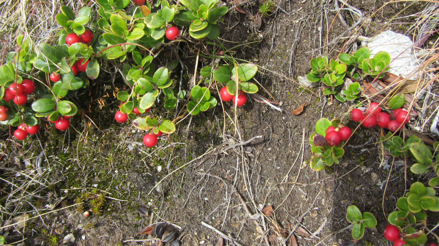 Preiselbeeren