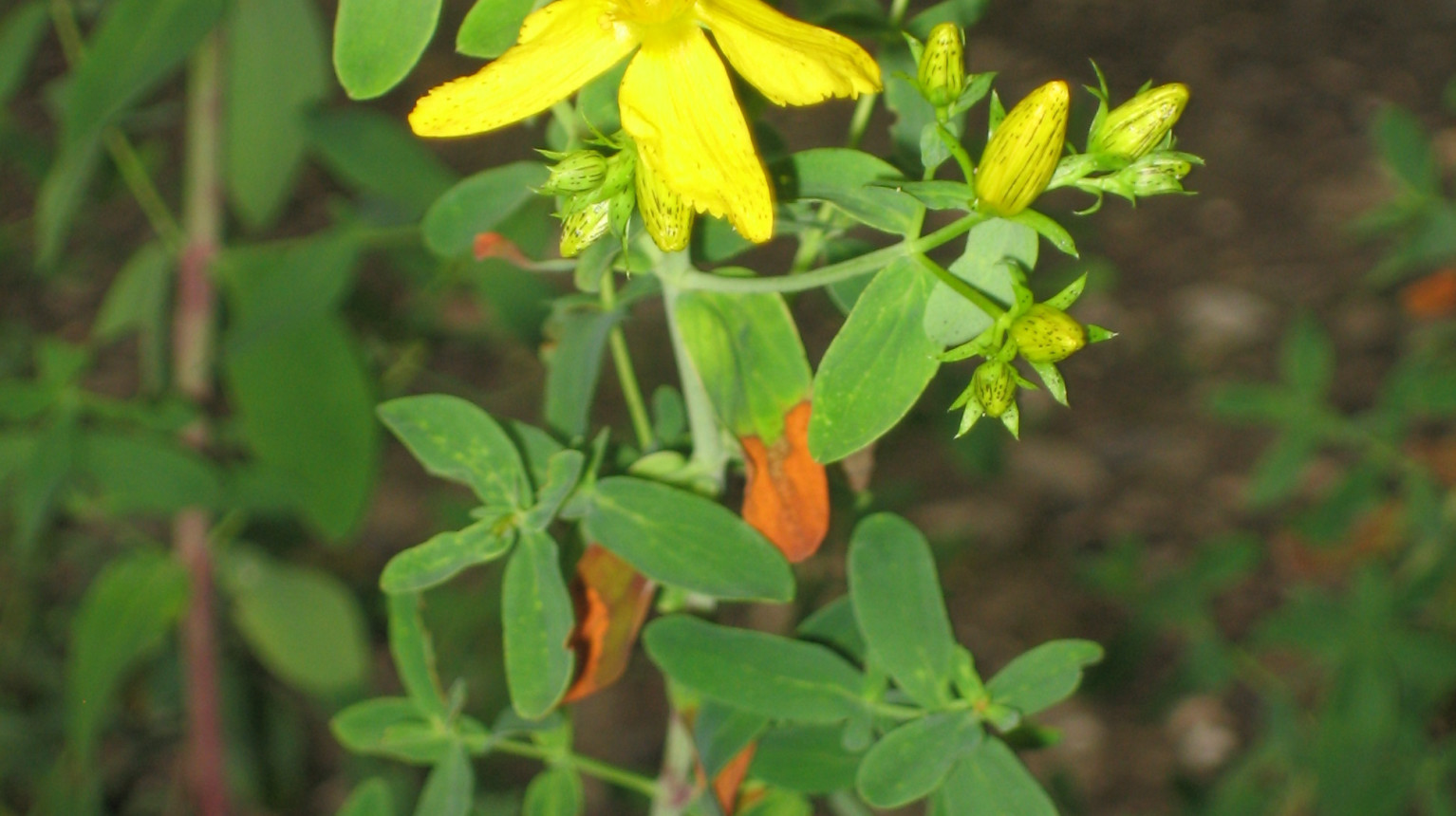 Echtes Johanniskraut (Hypericum perforatum)