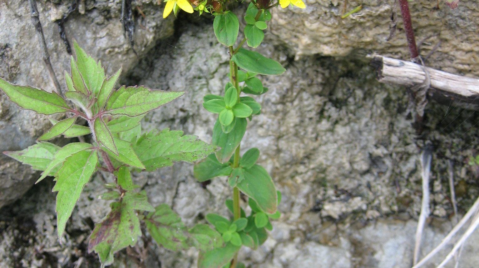 Echtes Johanniskraut (Hypericum perforatum)