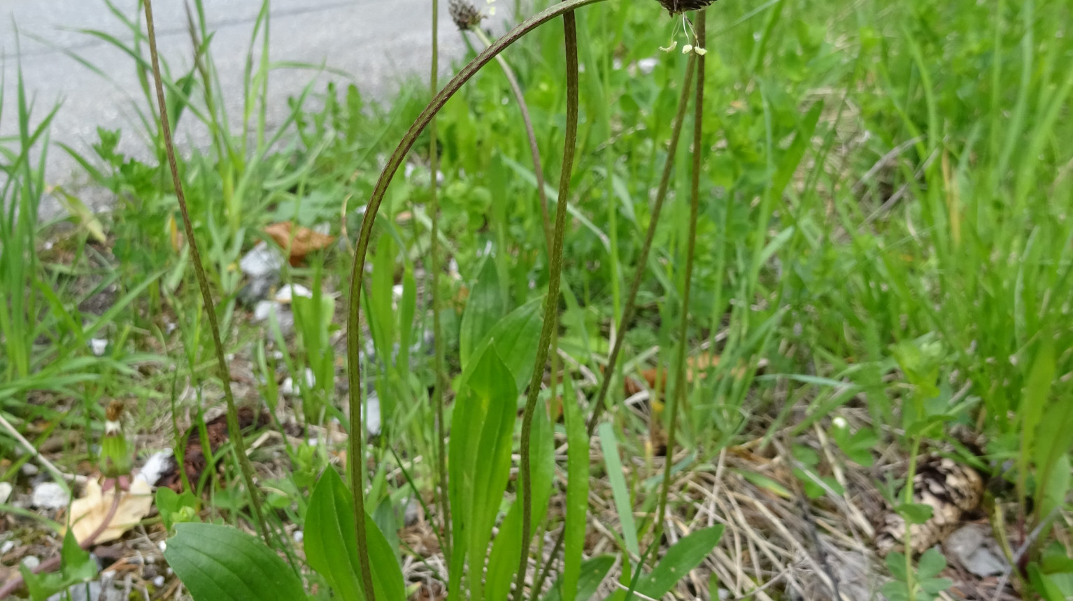 Ribwort plantain