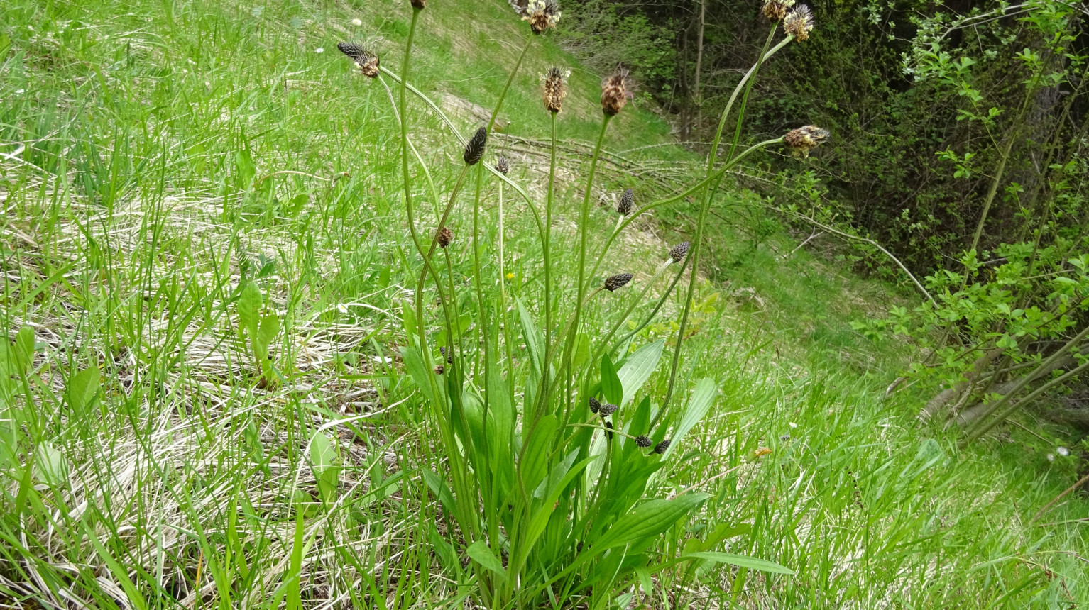 Ribwort plantain