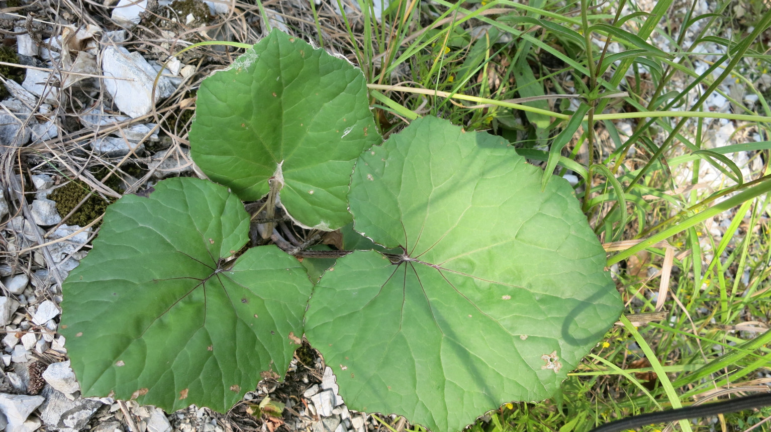 Coltsfoot