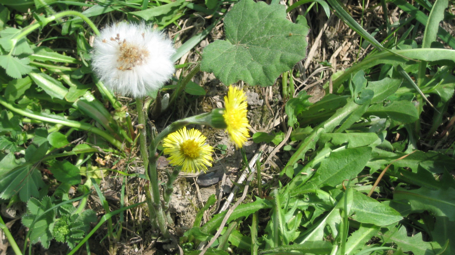 Coltsfoot