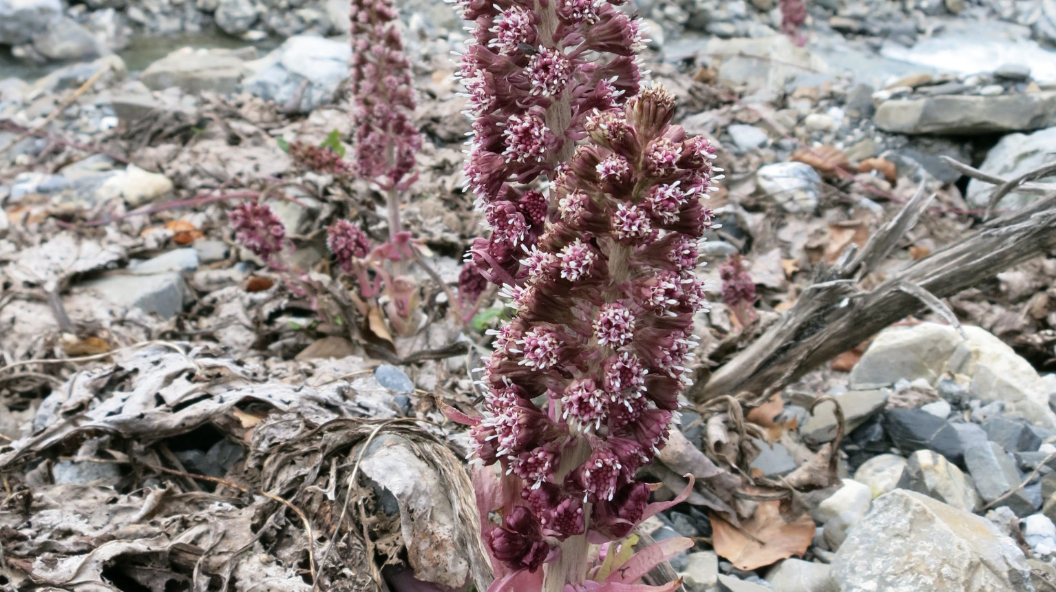 Red pesto root with flower