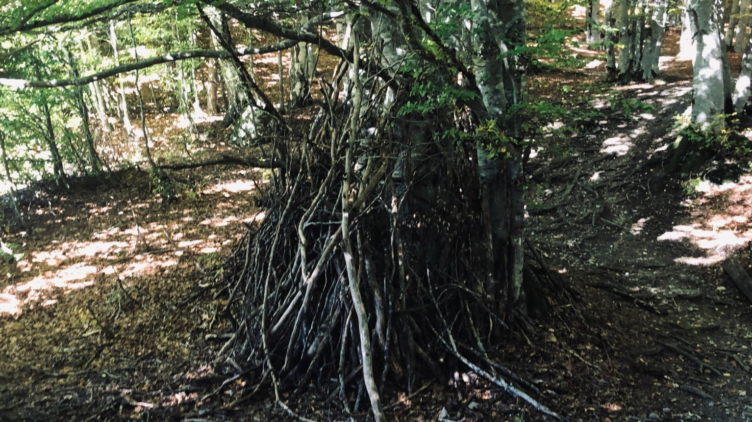 Tree house