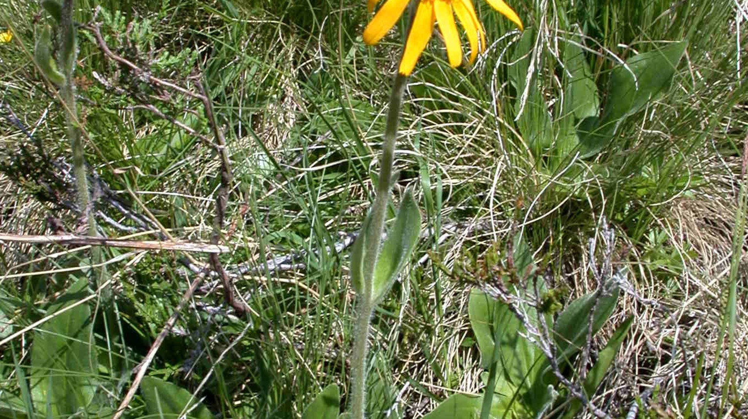 Arnica