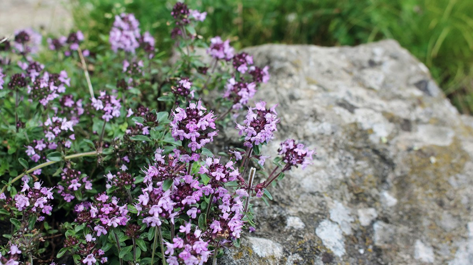 Mountain thyme