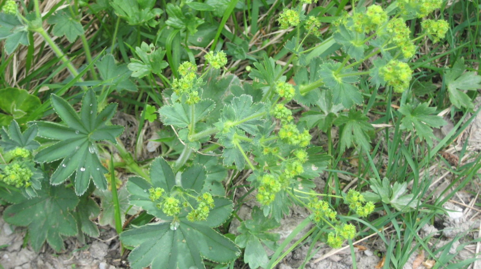 Lady's mantle