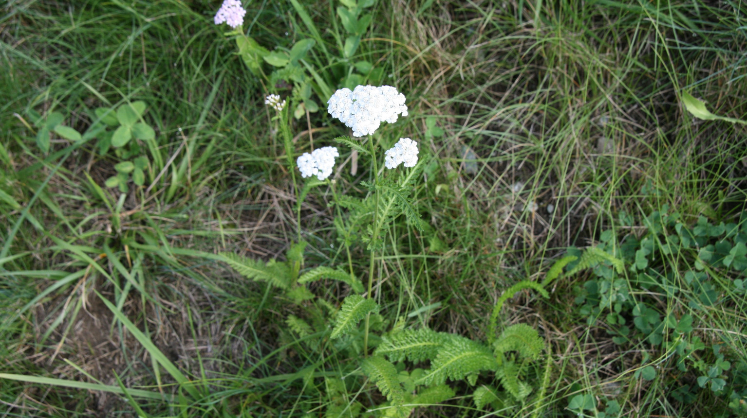 Yarrow