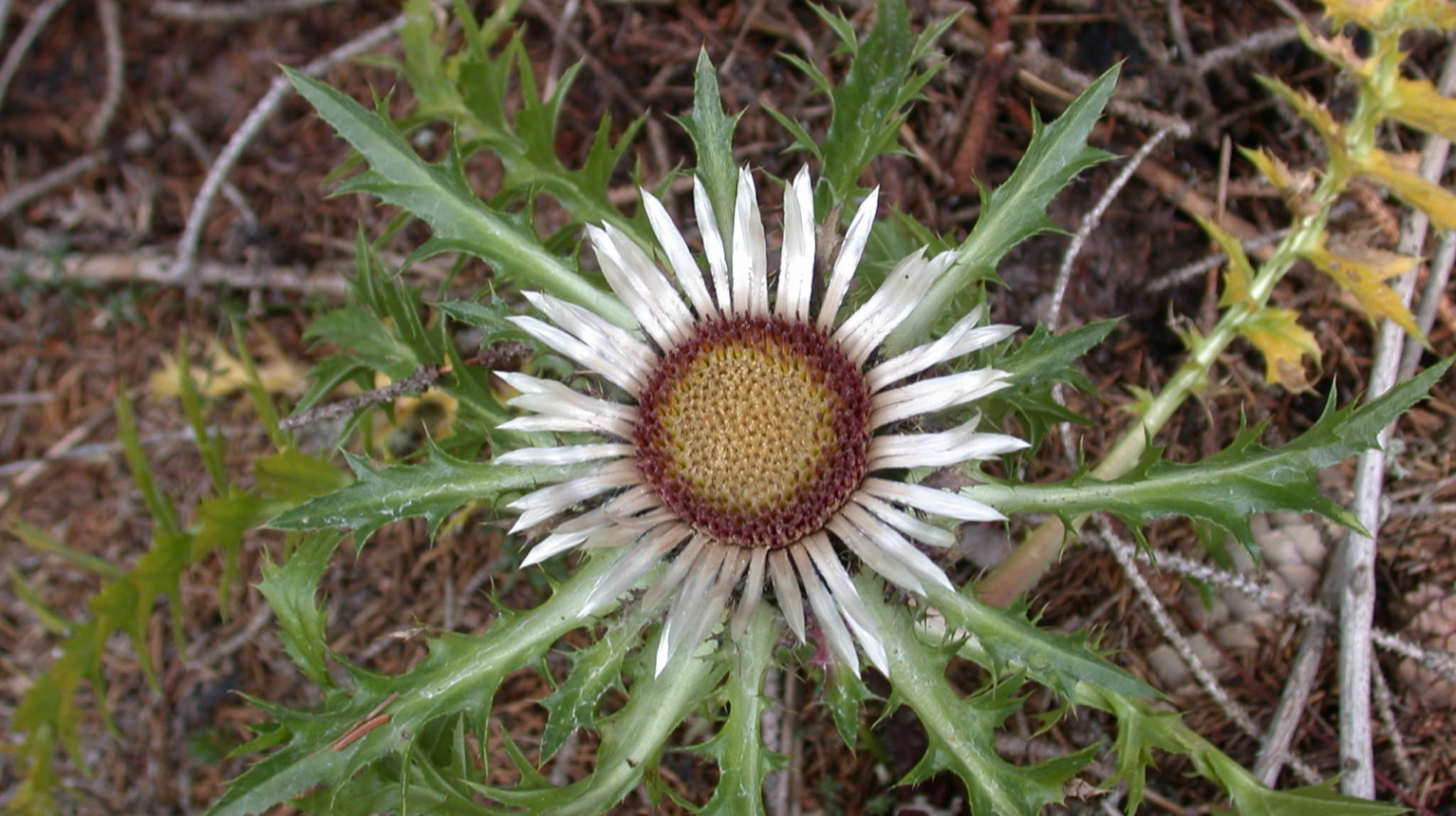 Silverthistle