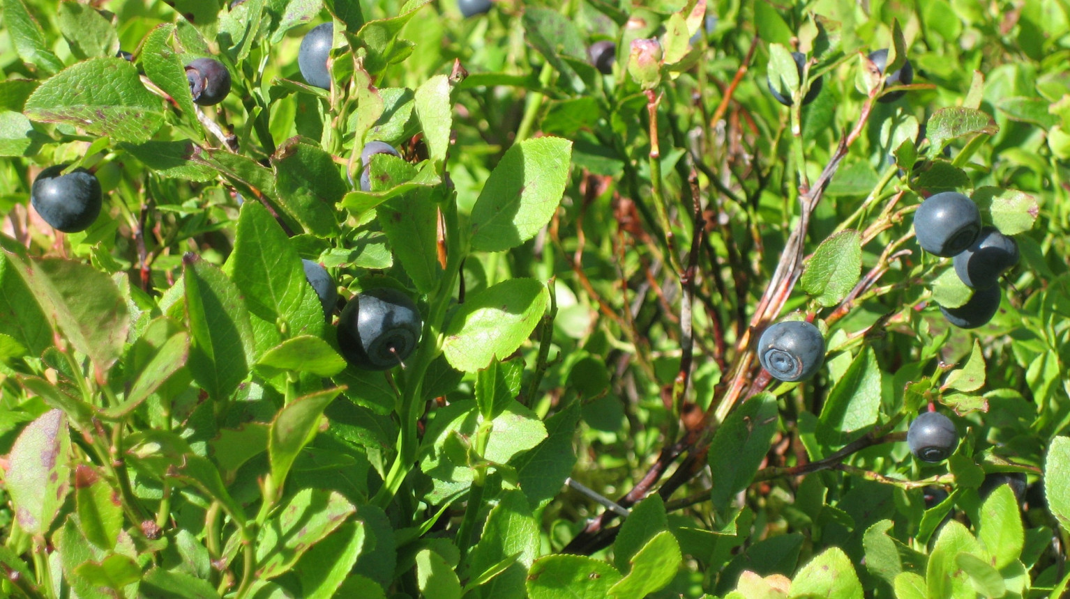 Blueberries