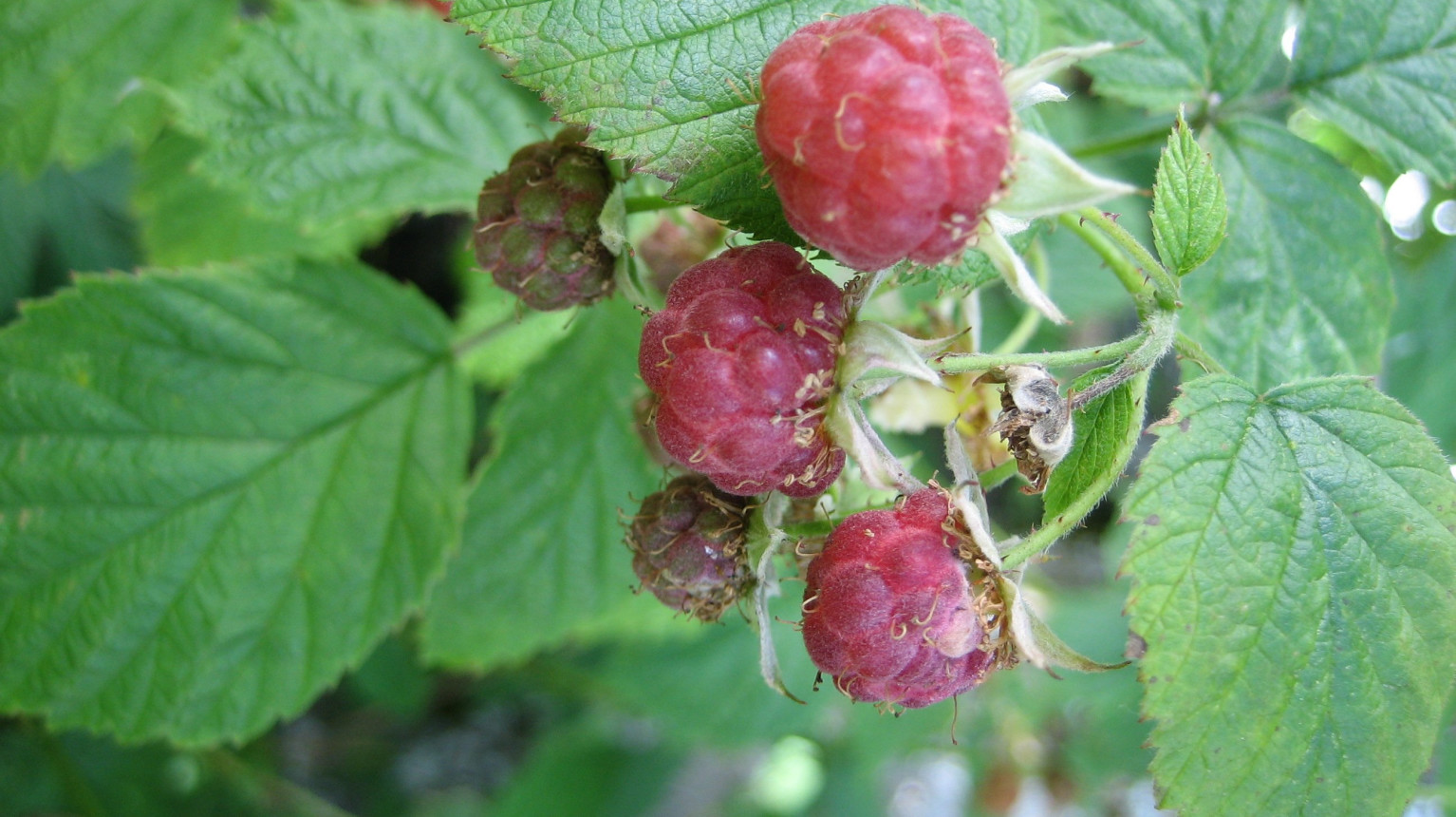 Raspberries