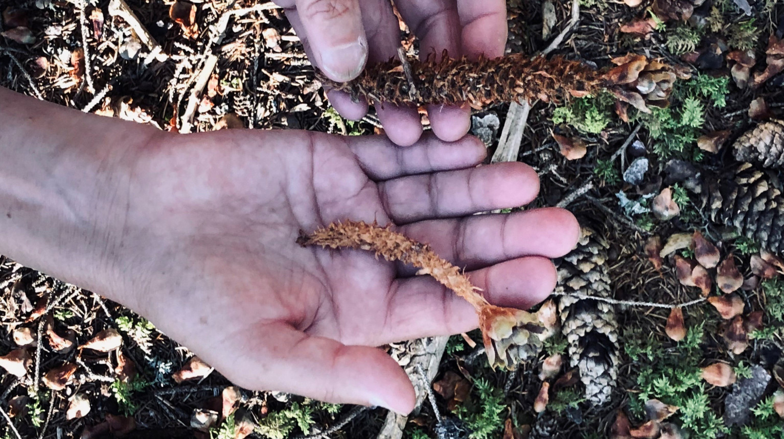 Pine cone nibbled