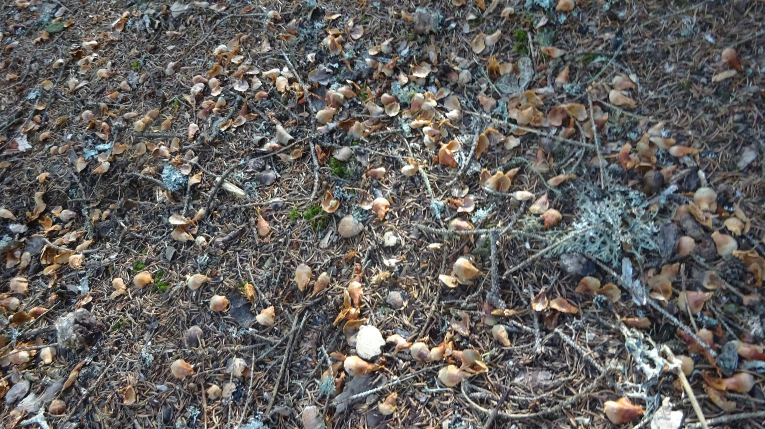 Pine cone remains