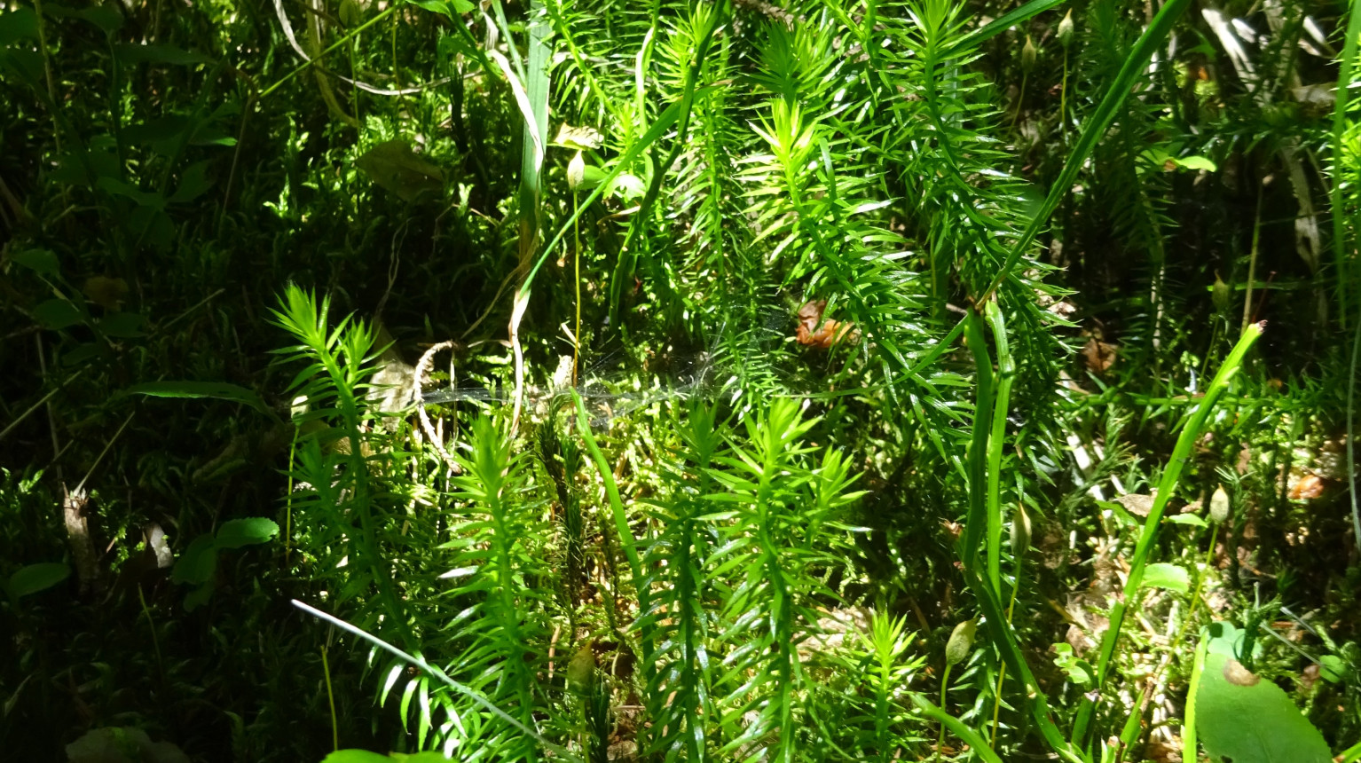 Fern Lycopodium