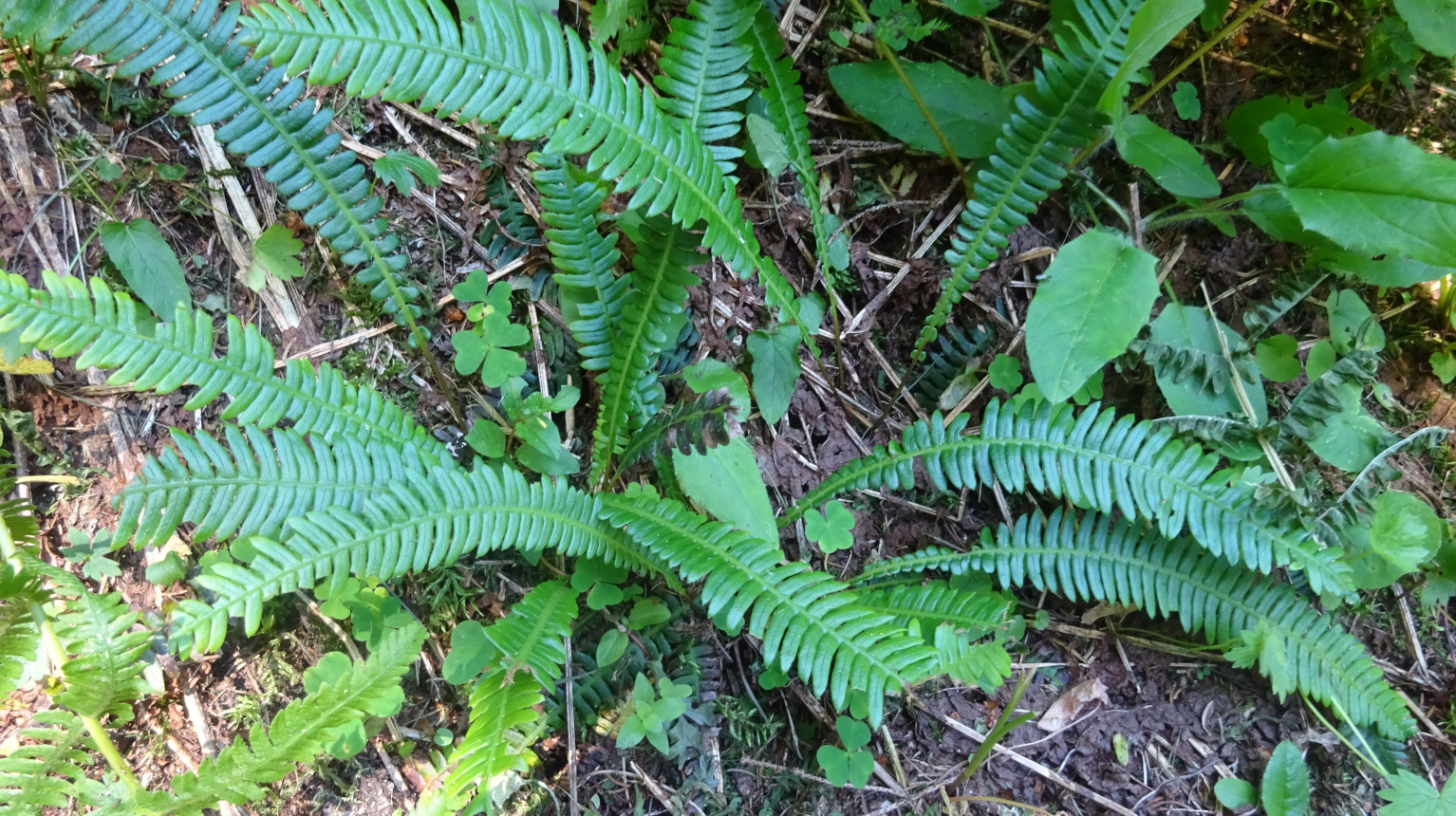 Fern Ribbed Fern